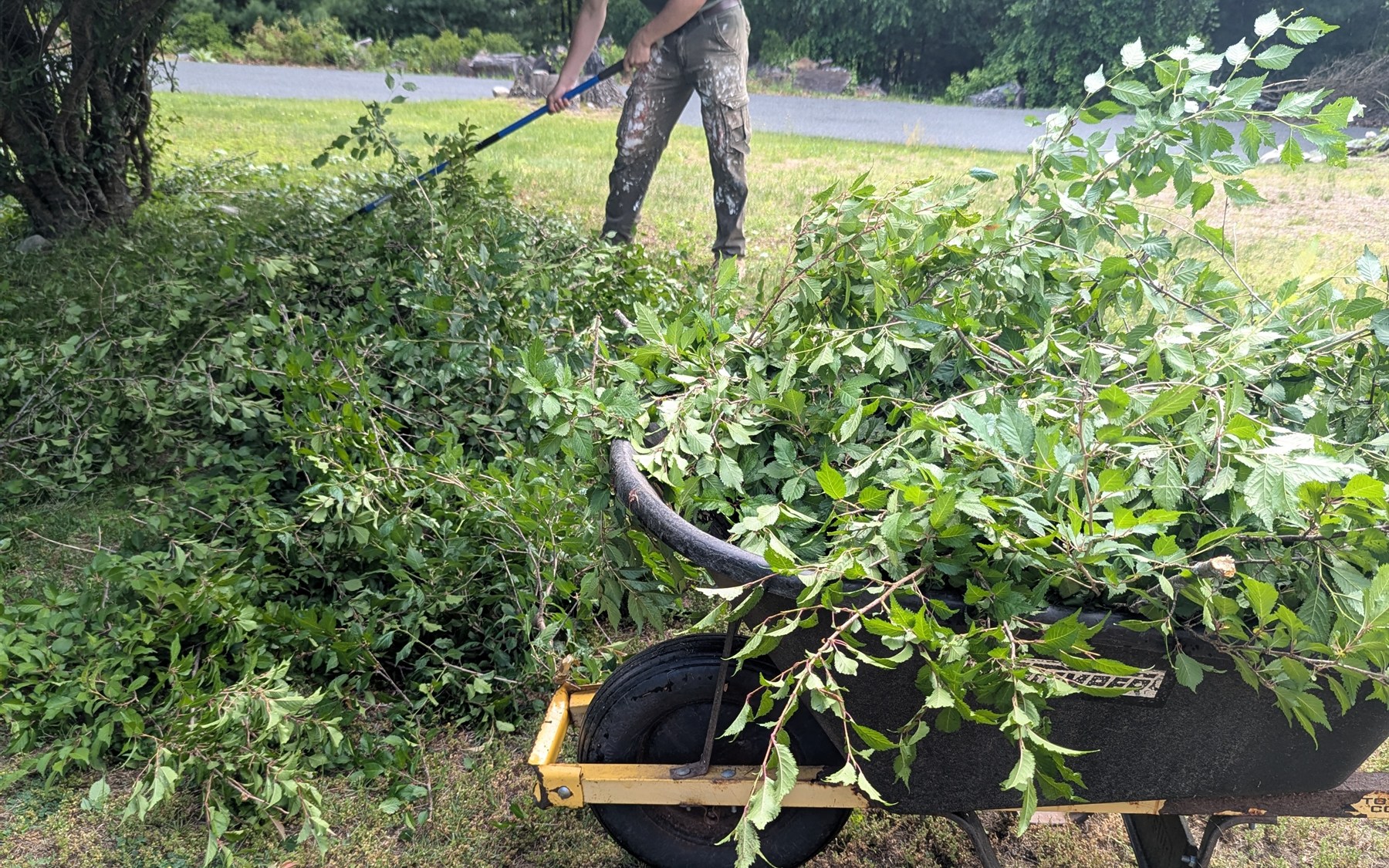 Brush Removal - Junk Away Today