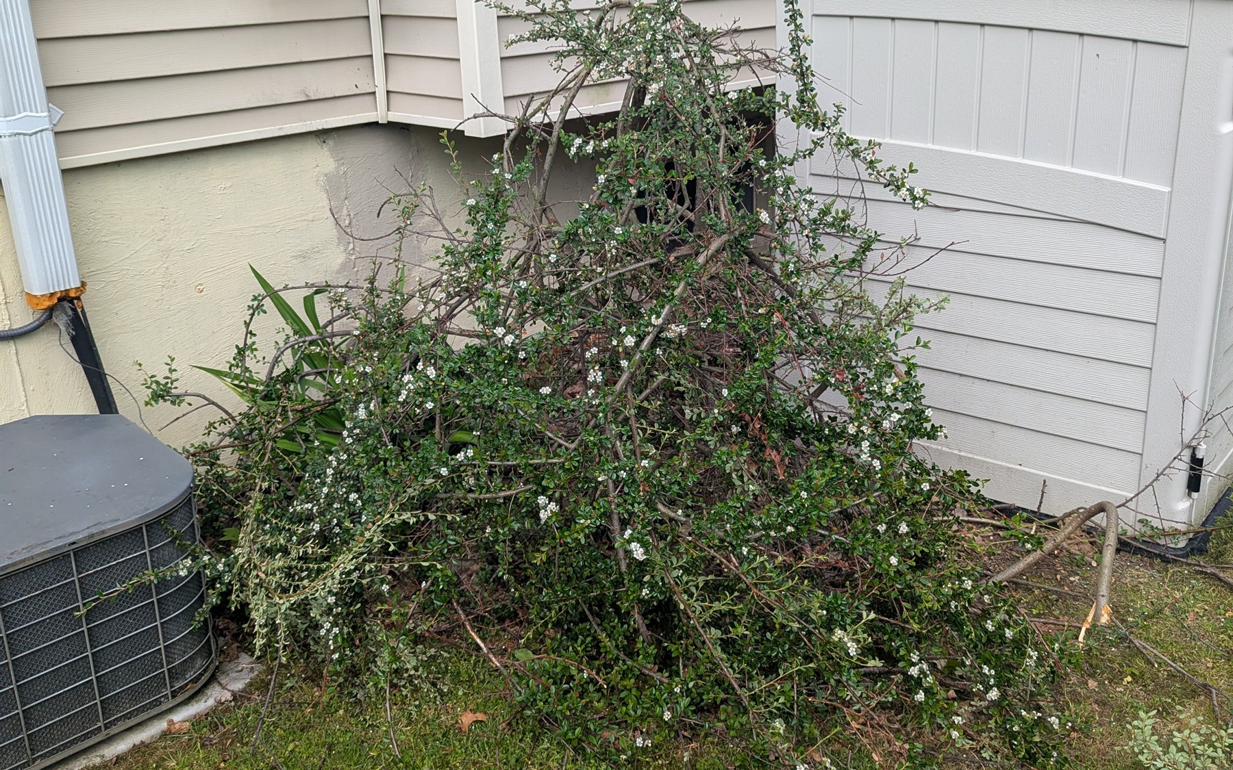 Bush Cutting & Removal - Junk Away Today