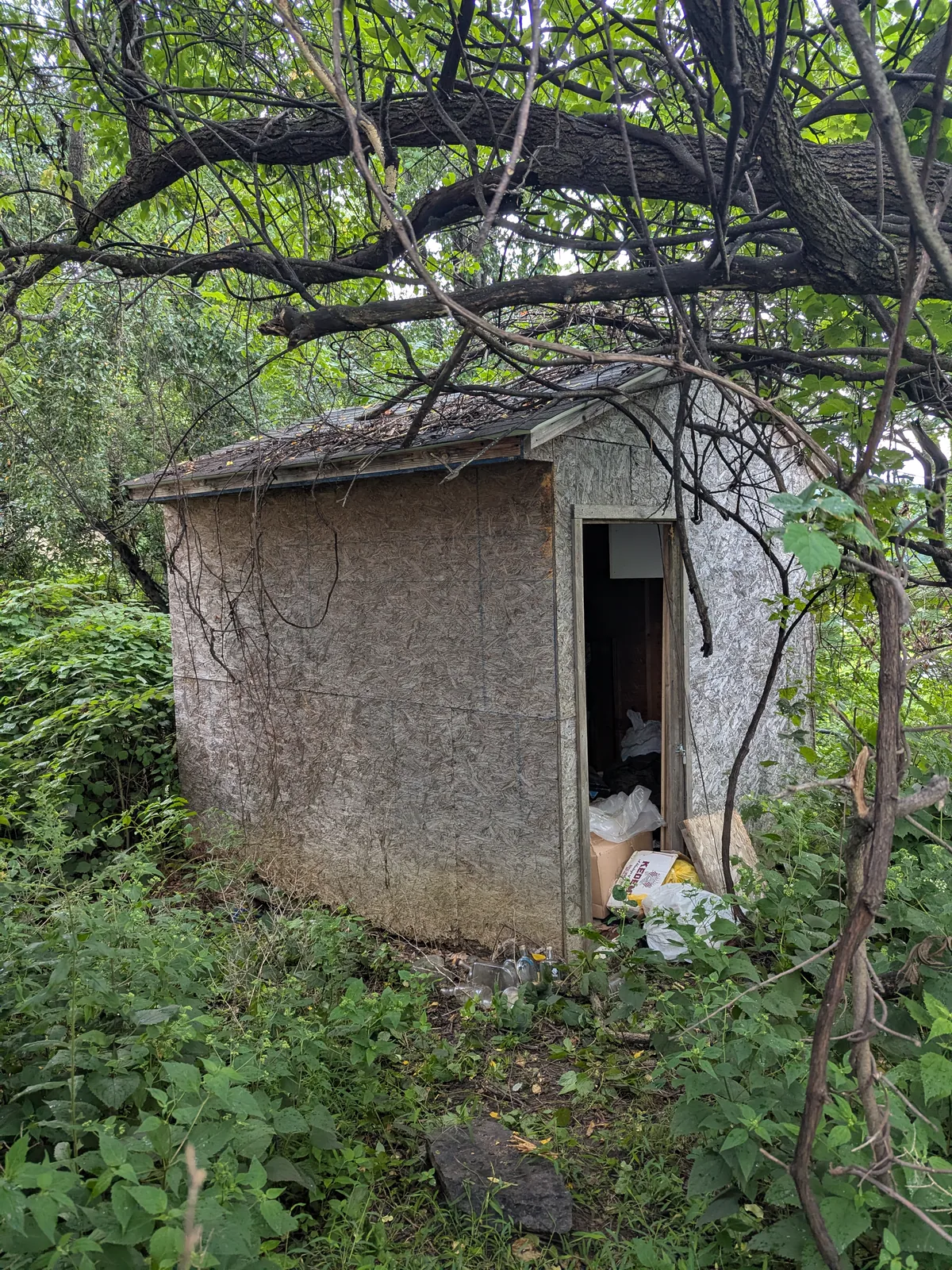 Overgrown backyard shed before demolition and removal