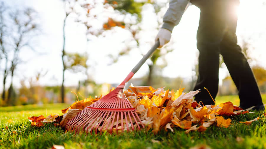 Yard Waste Removal - real job photo